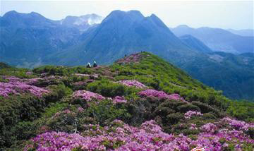 杜鹃花